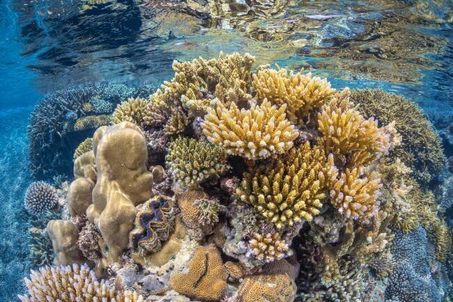 Reef of Mayotte Gabriel Barathieu