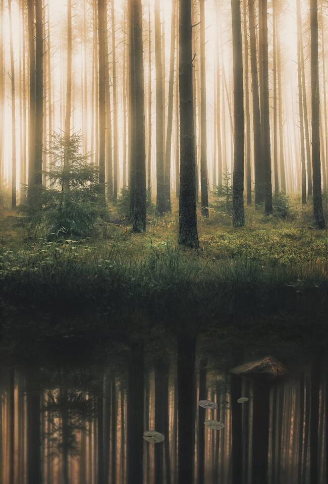 Reflection in the foggy forest Christian Lindsten
