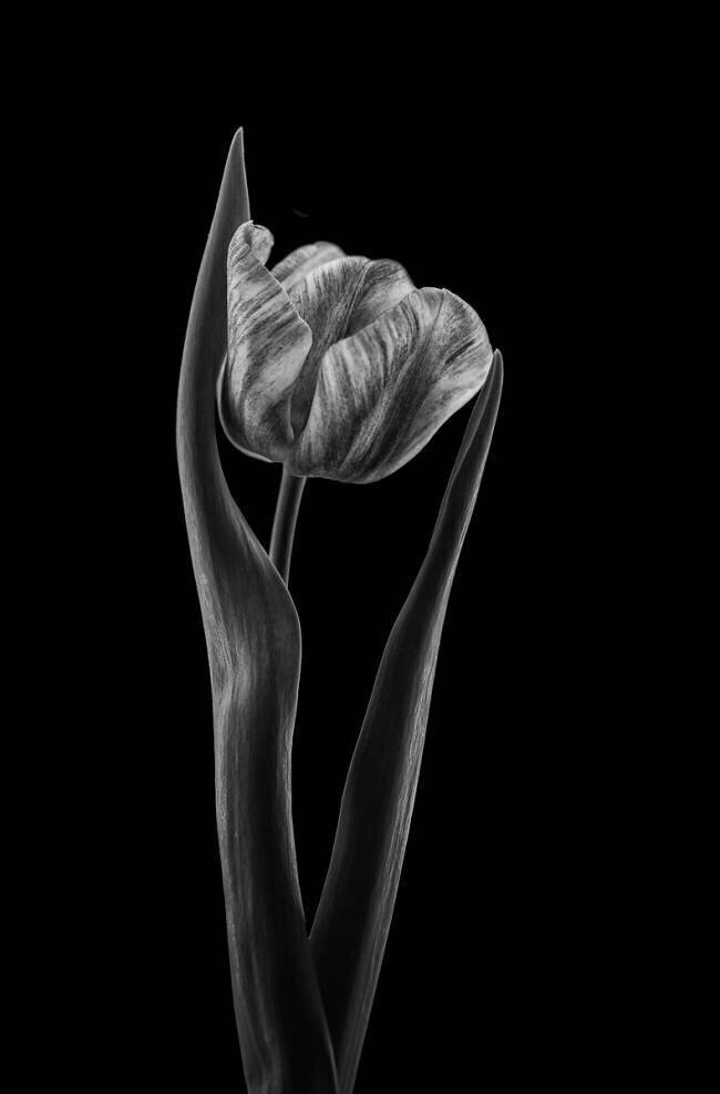 Rembrandt tulip Lotte Gronkjar
