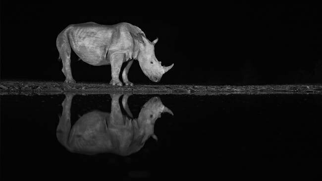 Rhino at night Joan Gil Raga