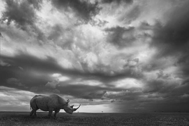 Rhino Land Mario Moreno