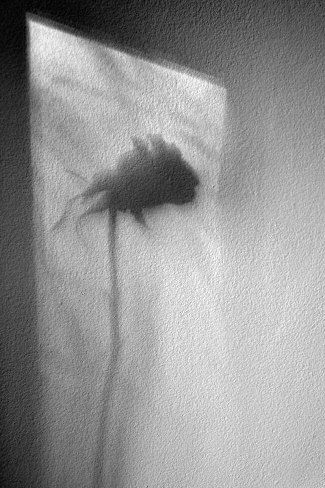 Rose Marta Walla