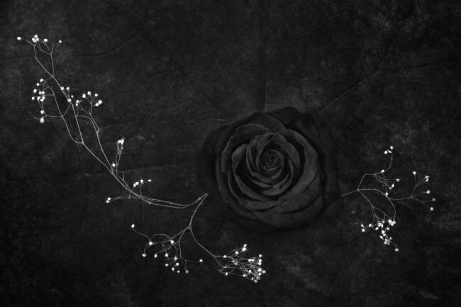 Rose noire Stephen Clough