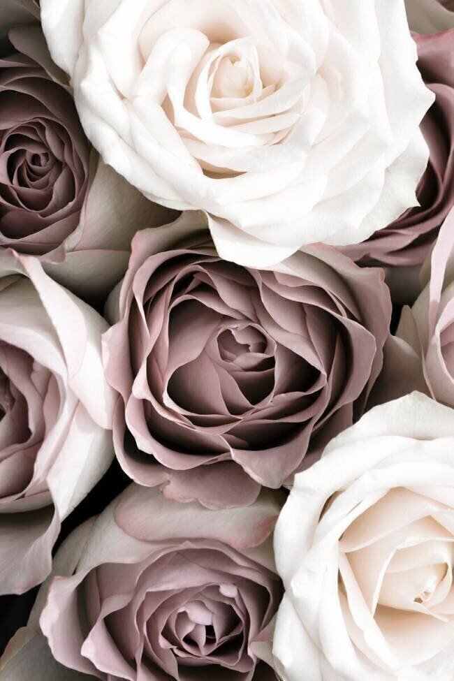 Roses 1x Studio III