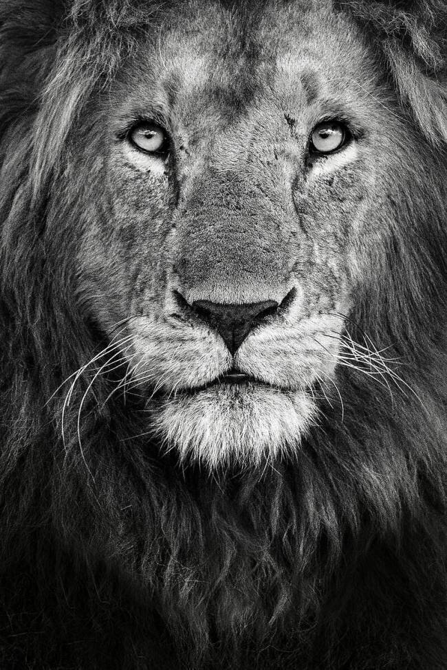 Royal portrait Xavier Ortega
