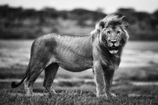 Royal Pose Mohammed Alnaser