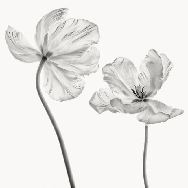 Same tulip : front and backview Lotte Grønkjær