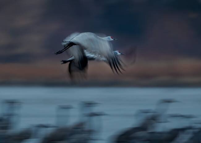 Sandhill Crane in Motion Hanping Xiao