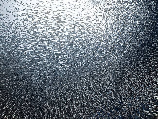 Sardines Firework Henry Jager