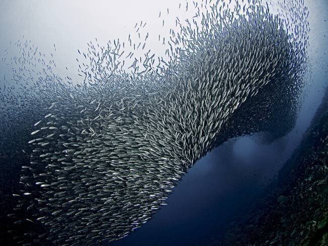 Sardines Tornado Henry Jager