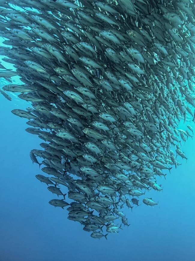 Schooling Jackfishes Henry Jager