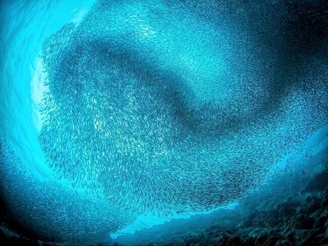 Schooling Sardines Henry Jager