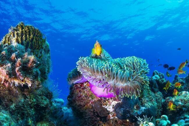 Sea life Roberto Marchegiani