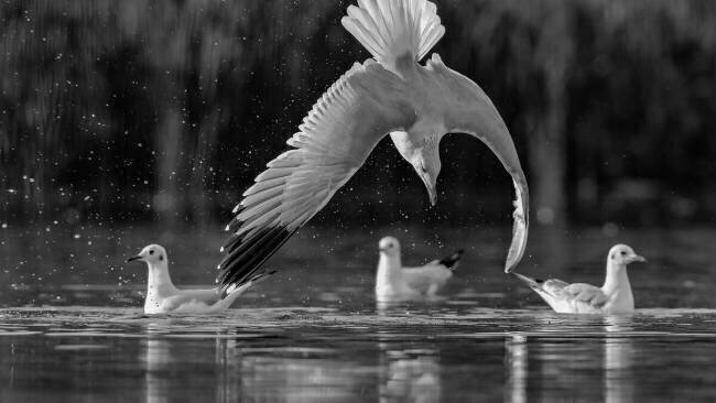 Seagulls David Manusevich