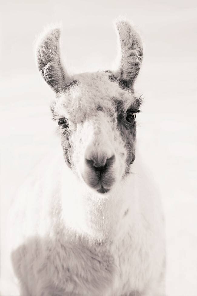 Serene Llama Gaze Monika Strigel