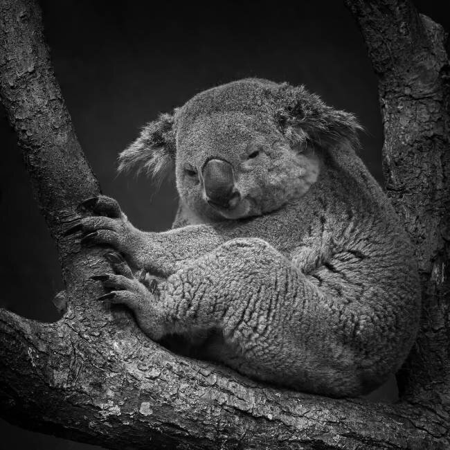 Serenity Martin Steck
