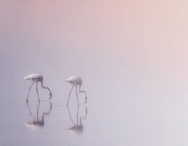 Serenity 3 Ahmed Thabet