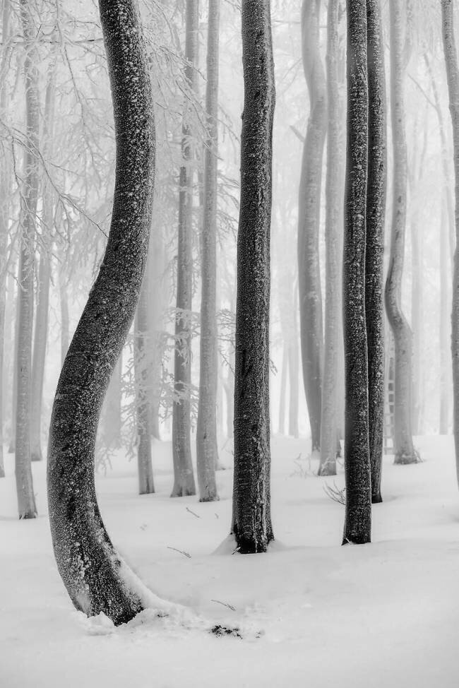 Shapes Tom Pavlasek
