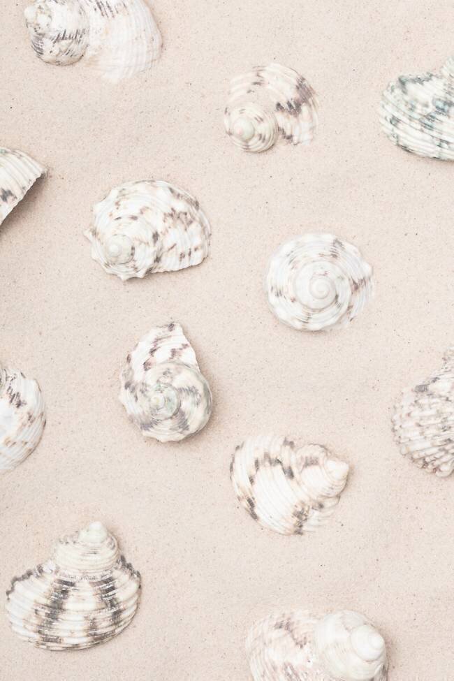Shells 2 1x Studio III