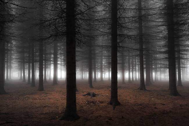 Silence Dragisa Petrovic