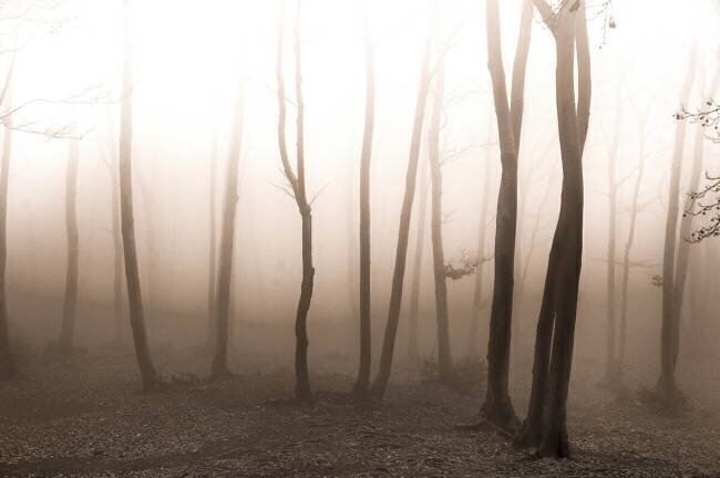 Silent Life Alessandro Traverso
