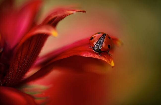 Simply red Mandy Disher