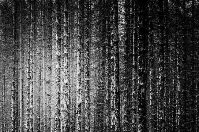 Skeleton Trees Michael