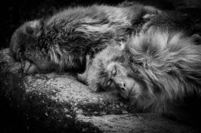 Sleeping Akihiro Shibata