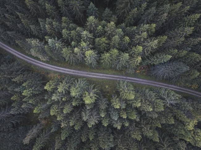 Small road through the forest Christian Lindsten