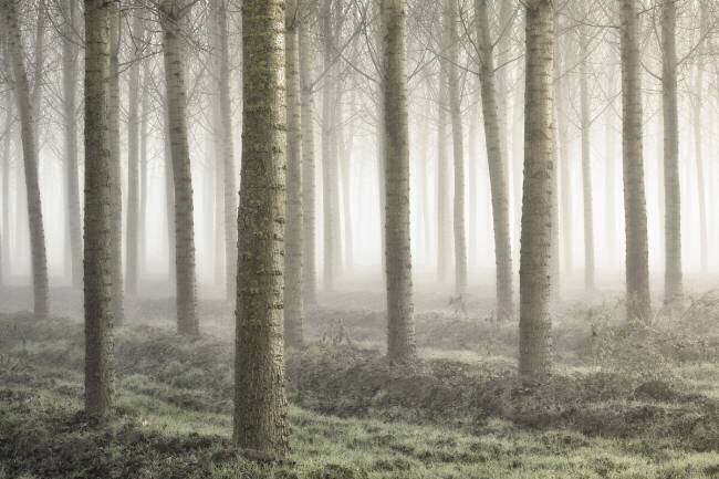 Small woodland Fiorenzo Carozzi