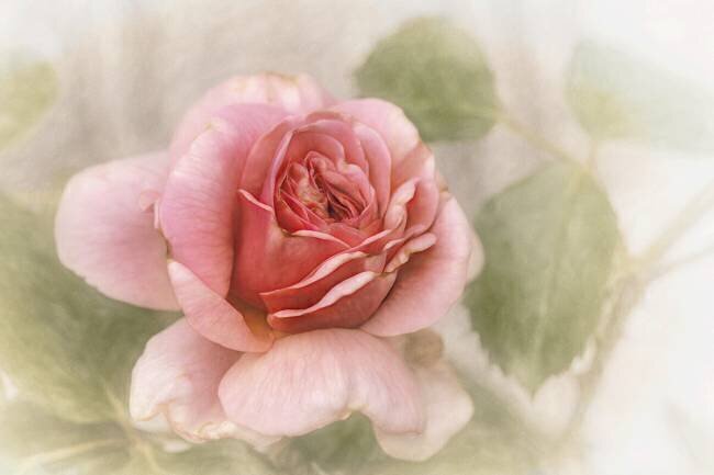 Smooth rose Gilbert Claes 