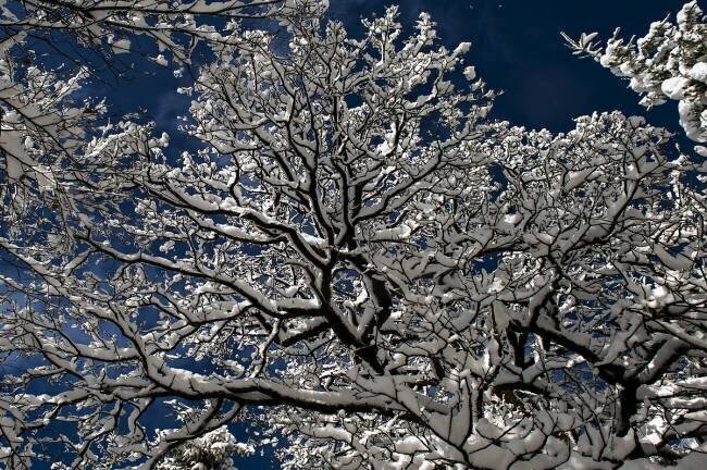 Snow in the forest Katia Moon