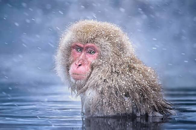 Snow Monkey Max Wang