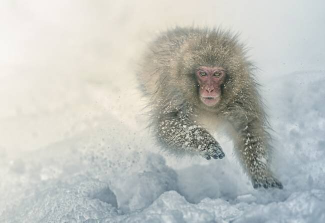 Snow run Larry Deng