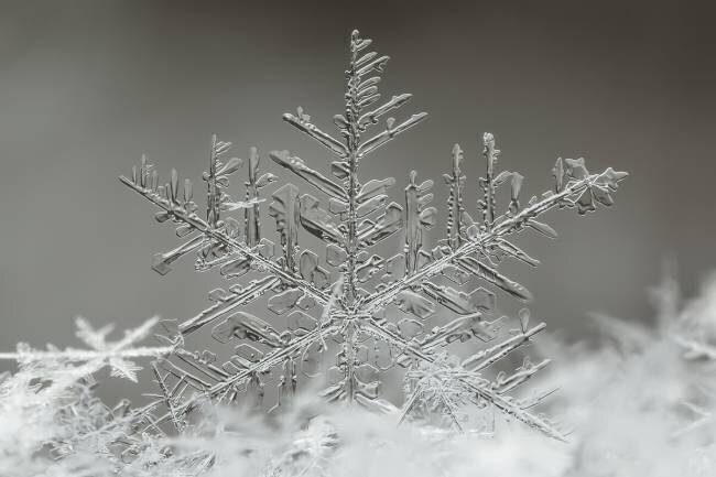 Snowflake Tsolmon Naidandorj