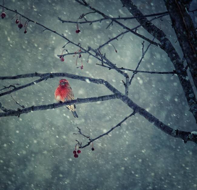 Snowing Yu Cheng