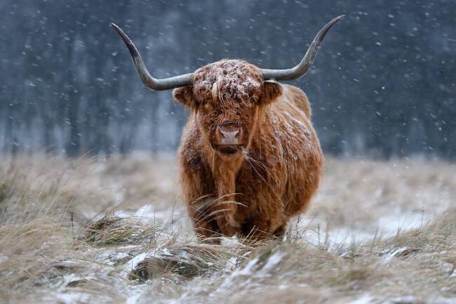 Snowy Highland cow Richard Guijt