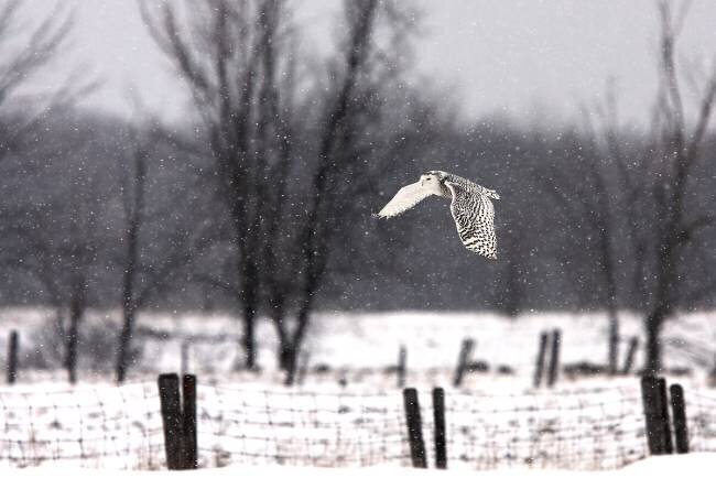 Snowy Owl flying through the snow Jim Cumming