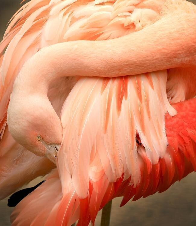 So many feathers Robin Wechsler