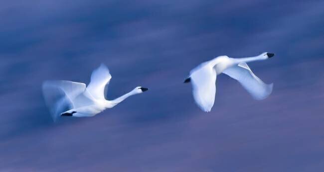 Soar into the Sky Kenneth Zeng
