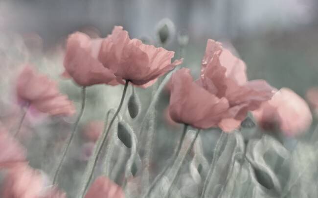 Softly Anne Worner
