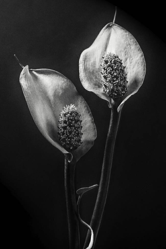 Spathiphyllum Stephen Clough