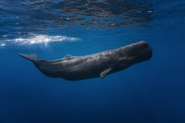 Sperm whale Gabriel Barathieu