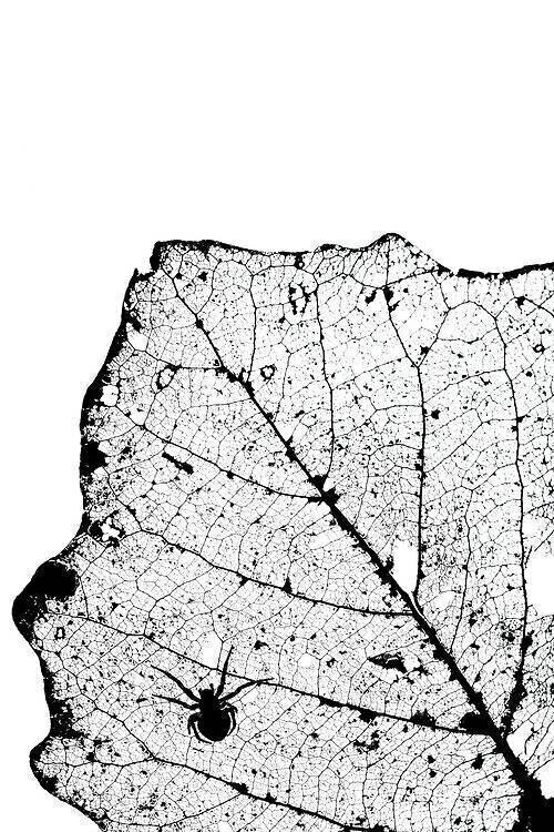 Spider silhouette on leaf veins Mario Cea Sanchez