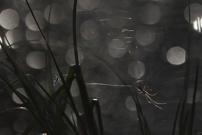 Spider's web, Vosges, France Fabrice Cahez