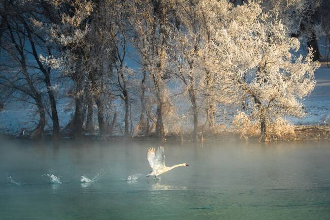 Spirit of a swan C. Mei