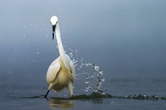 Splash Ahmed Sobhi