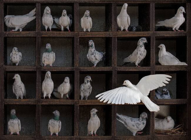 Squares Sayyed Nayyer Reza