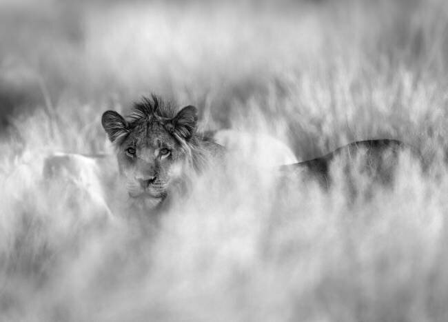 Subtle mane Jaco Marx