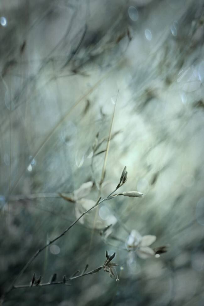 Subtlety Delphine Devos